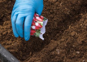 Что посадить на зиму: 8 культур, которые нужны на даче каждому