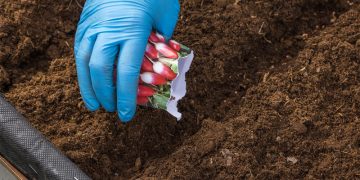 Что посадить на зиму: 8 культур, которые нужны на даче каждому