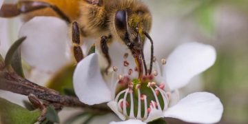 Мед мануки оказался эффективнее антибиотиков при лечении легочных инфекций