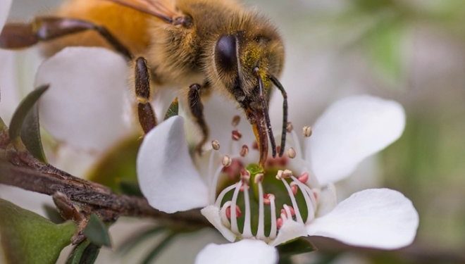 Мед мануки оказался эффективнее антибиотиков при лечении легочных инфекций