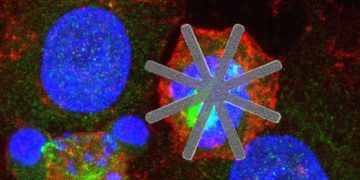 Нанозвезды из кремния с легкостью разрушают раковые клетки изнутри