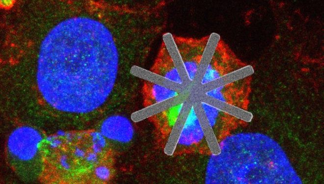 Нанозвезды из кремния с легкостью разрушают раковые клетки изнутри