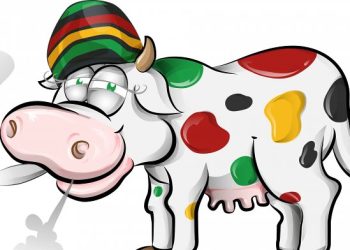 Питающиеся коноплей коровы дают молоко с каннабиноидами