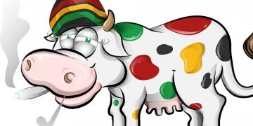 Питающиеся коноплей коровы дают молоко с каннабиноидами