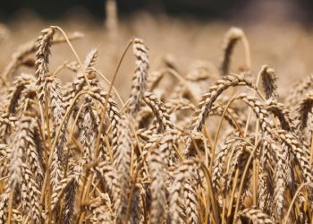 Россия призвала Запад снять санкции с Россельхозбанка, передает Reuters