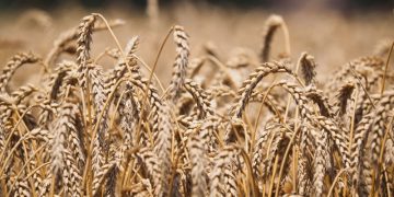 Россия призвала Запад снять санкции с Россельхозбанка, передает Reuters