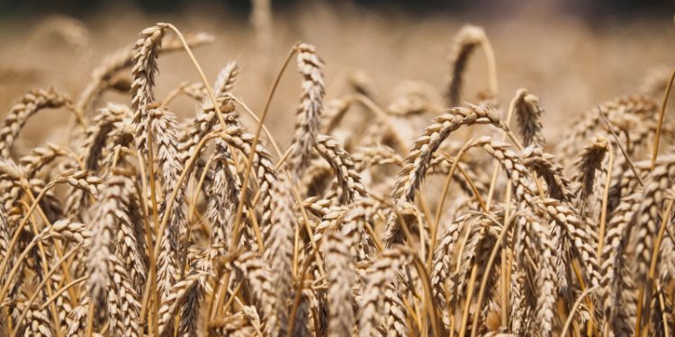 Россия призвала Запад снять санкции с Россельхозбанка, передает Reuters