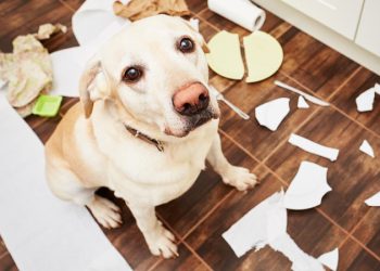 Сплошные проблемы: зоопсихолог назвала 3 породы собак, с которыми будет трудно