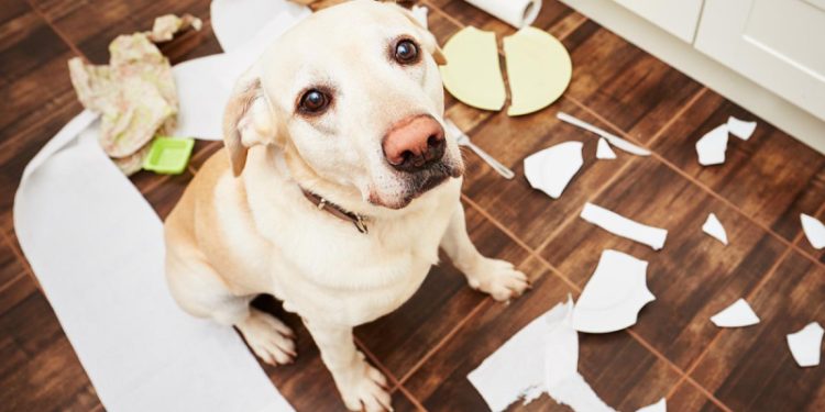 Сплошные проблемы: зоопсихолог назвала 3 породы собак, с которыми будет трудно