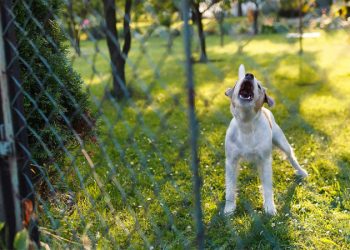 Суд в РФ разрешил требовать компенсацию за громкий лай собак у соседей