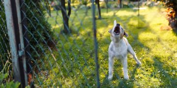 Суд в РФ разрешил требовать компенсацию за громкий лай собак у соседей