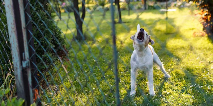 Суд в РФ разрешил требовать компенсацию за громкий лай собак у соседей