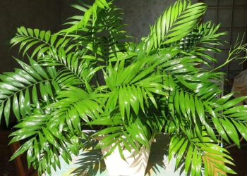 Тропики в домашних условиях: 5 комнатных пальм, которые сможет вырастить каждый