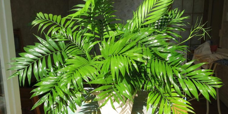 Тропики в домашних условиях: 5 комнатных пальм, которые сможет вырастить каждый