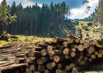 В Москве создадут дорожную карту для лесной промышленности и ее смежников
