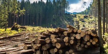 В Москве создадут дорожную карту для лесной промышленности и ее смежников