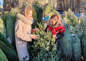Готовимся к Новому году: когда лучше купить живую елку