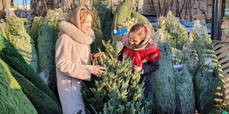 Готовимся к Новому году: когда лучше купить живую елку