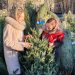 Готовимся к Новому году: когда лучше купить живую елку