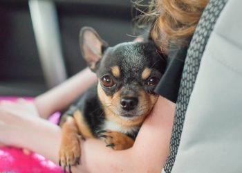 Милые компаньоны: породы собак, которых чаще заводят в больших городах