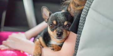 Милые компаньоны: породы собак, которых чаще заводят в больших городах