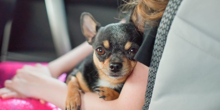 Милые компаньоны: породы собак, которых чаще заводят в больших городах