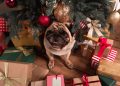 Новый год с питомцем: чем категорически нельзя угощать собак и кошек
