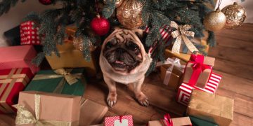 Новый год с питомцем: чем категорически нельзя угощать собак и кошек