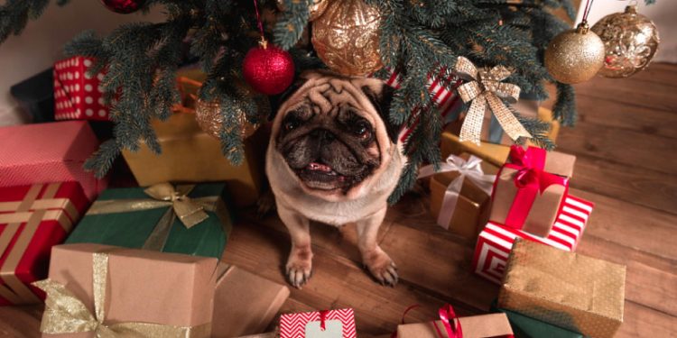 Новый год с питомцем: чем категорически нельзя угощать собак и кошек