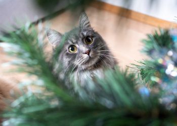 Почему кошка нервничает: 5 причин, которые нужно устранить