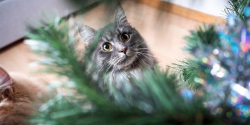 Почему кошка нервничает: 5 причин, которые нужно устранить