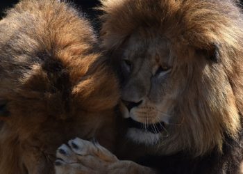 Трое львов пытались сбежать с базы ополченцев в Судане, пишут СМИ