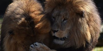 Трое львов пытались сбежать с базы ополченцев в Судане, пишут СМИ