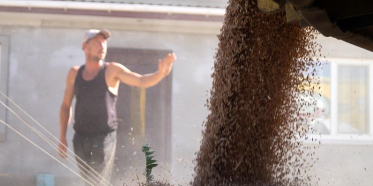 В МККК рассказали о ситуации с поставками зерна в Африку