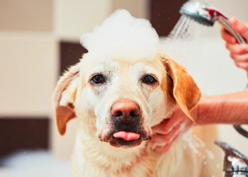 Всегда блестит и гладкая: как ухаживать за шерстью собаки