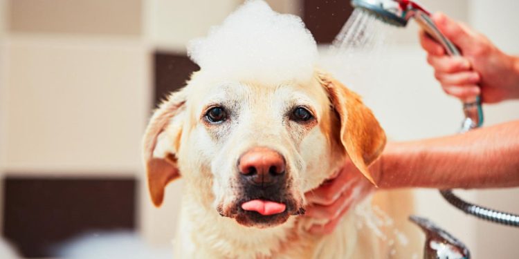 Всегда блестит и гладкая: как ухаживать за шерстью собаки