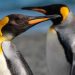 WWF: императорские пингвины и северные олени оказались под угрозой исчезновения