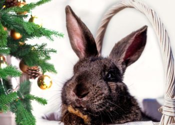 Желания, которые Кролик не исполнит: что нельзя загадывать на Новый год – 2023