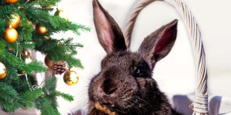Желания, которые Кролик не исполнит: что нельзя загадывать на Новый год – 2023