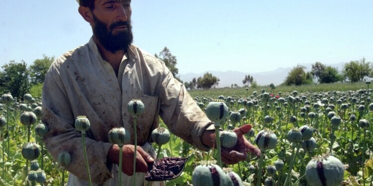 Каждый десятый житель Афганистана страдает наркозависимостью