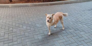 Собака Санду сбежала из-за шума от фейерверков