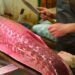 В Токио тунца весом 276 килограммов продали за 1,3 миллиона долларов
