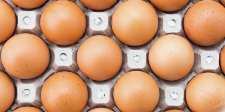 Украина готова отправлять в США крупные партии яиц, пишут СМИ