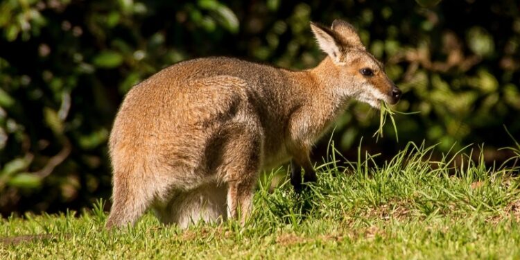 В Австралии вырастили первый в мире эмбрион кенгуру с помощью ЭКО