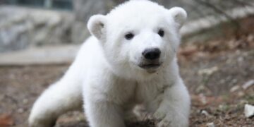 В Бразилии родился первый в Южной Америке полярный медвежонок