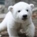 В Бразилии родился первый в Южной Америке полярный медвежонок