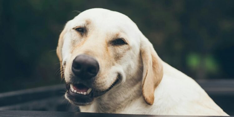 У людей и лабрадоров за ожирение отвечают одни и те же гены