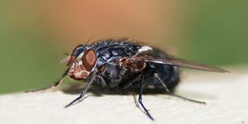 В Мексике выявили первый случай заражения человека личинкой мясной мухи