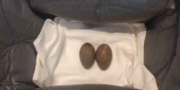 Найденные в Улан-Удэ яйца журавля-красавки передадут Московскому зоопарку