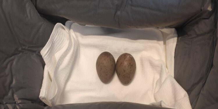 Найденные в Улан-Удэ яйца журавля-красавки передадут Московскому зоопарку